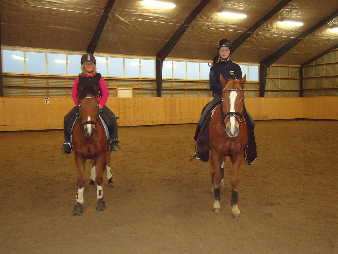 Tysk Sportspony firfod Jokum Knaeld haette  - Nuser - Firfod jokum Knaldhætte ved siden af sin far Firfod Jacob Klaphat. skønne navne til skønne ponyer. Og søde Mie weimer som jeg synes er en dygtig rytter.  billede 7