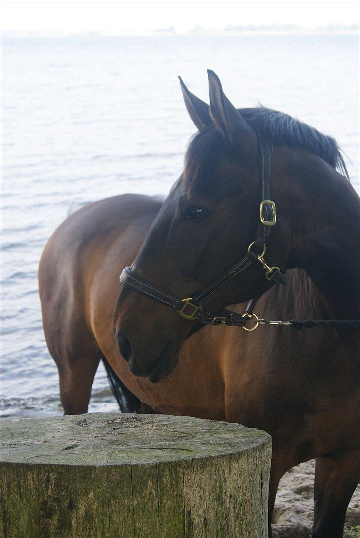 Dansk Varmblod Alcapone billede 1