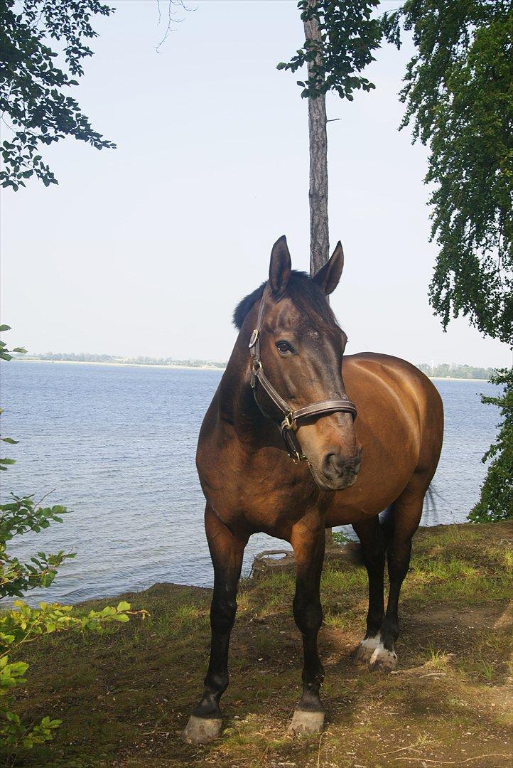 Dansk Varmblod Alcapone billede 5