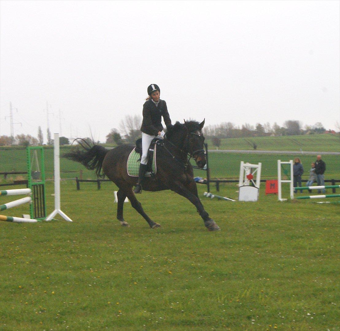 Dansk Varmblod Alcapone billede 10