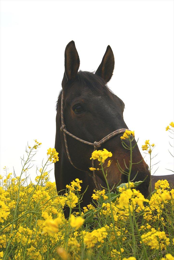 Dansk Varmblod Alcapone billede 11