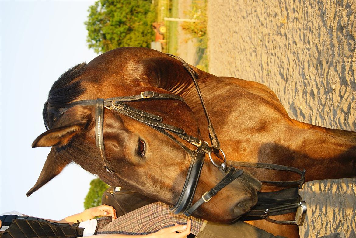 Dansk Varmblod Alcapone billede 12