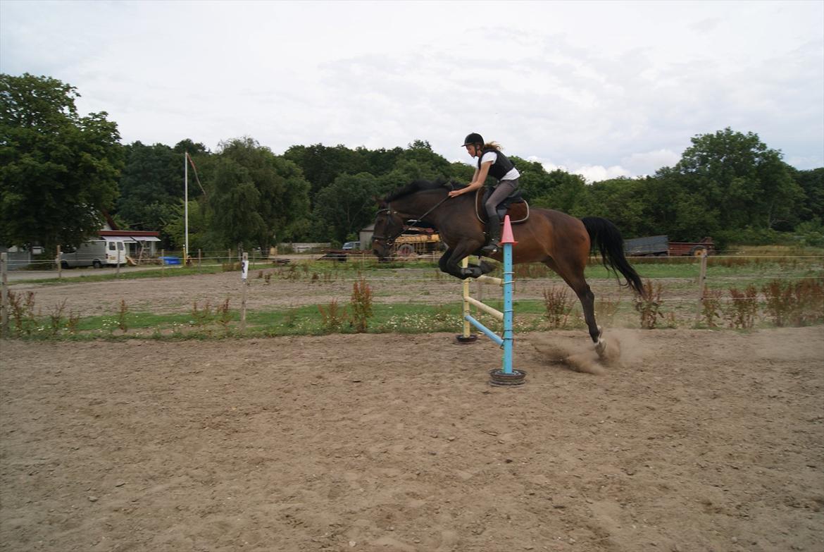 Dansk Varmblod Alcapone billede 13