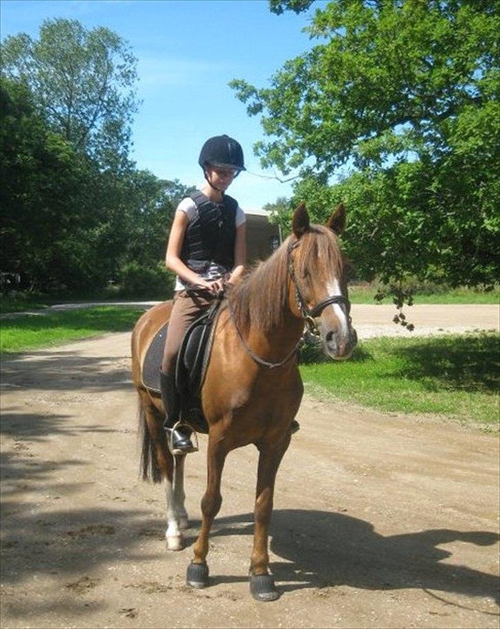 Anden særlig race Samson billede 1