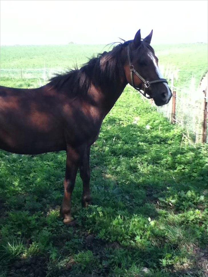 Anden særlig race Samson billede 2