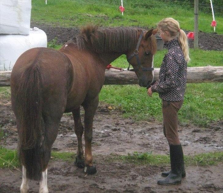Anden særlig race Samson billede 3