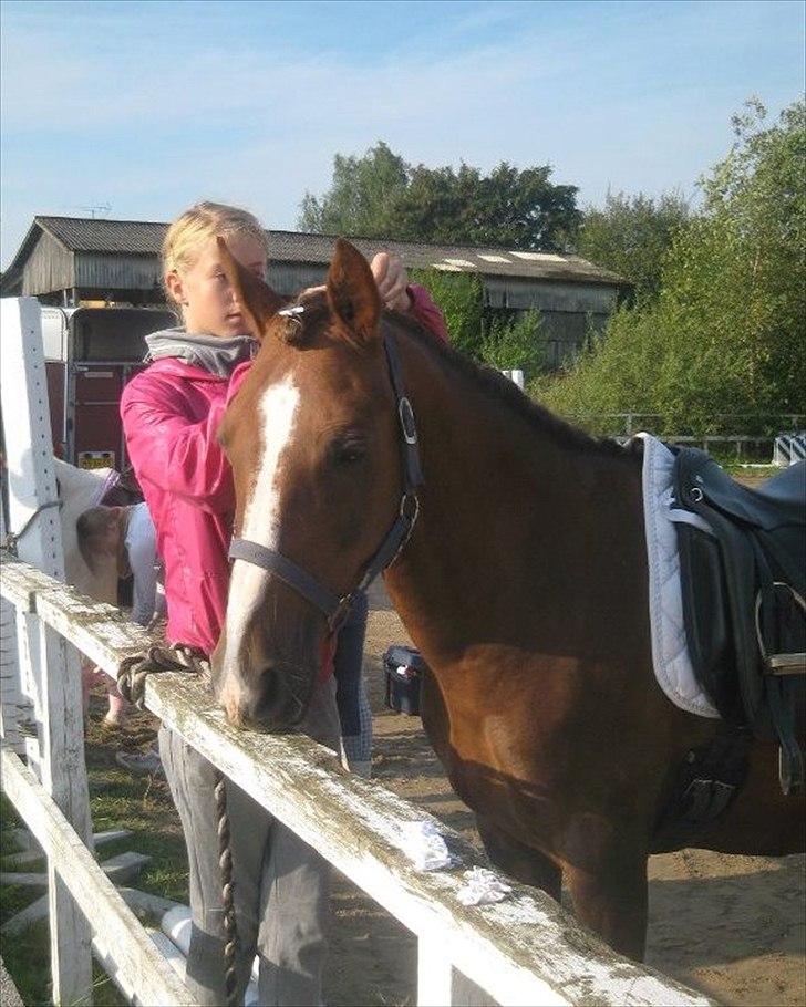 Anden særlig race Samson billede 4