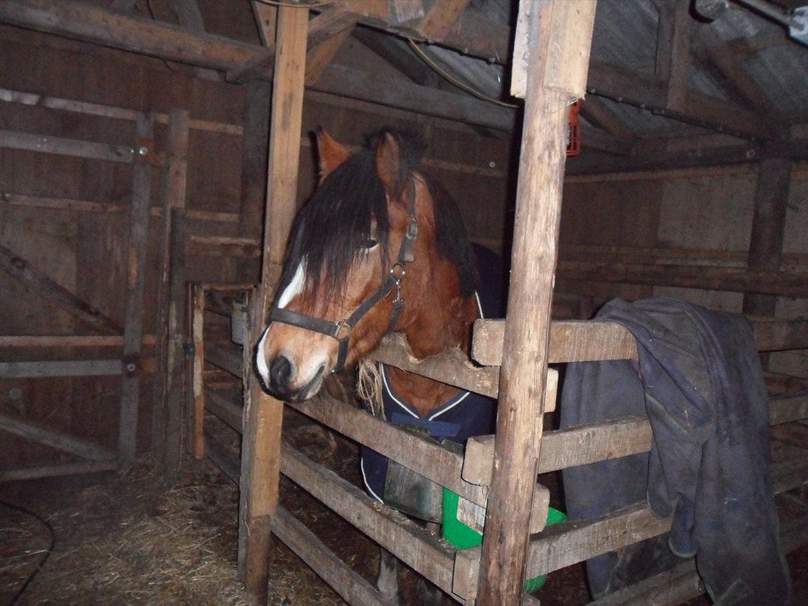 Anden særlig race Moonlight - 11. November 2011 billede 4