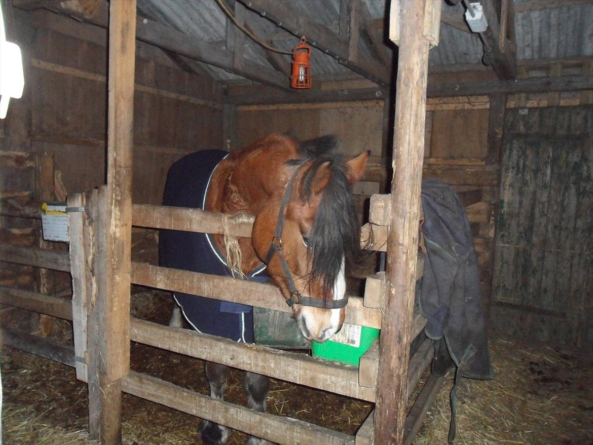 Anden særlig race Moonlight - 11. November 2011 billede 1