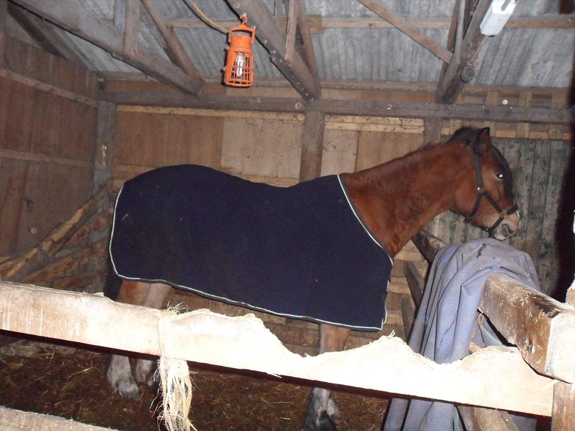 Anden særlig race Moonlight - 11. November 2011 billede 5