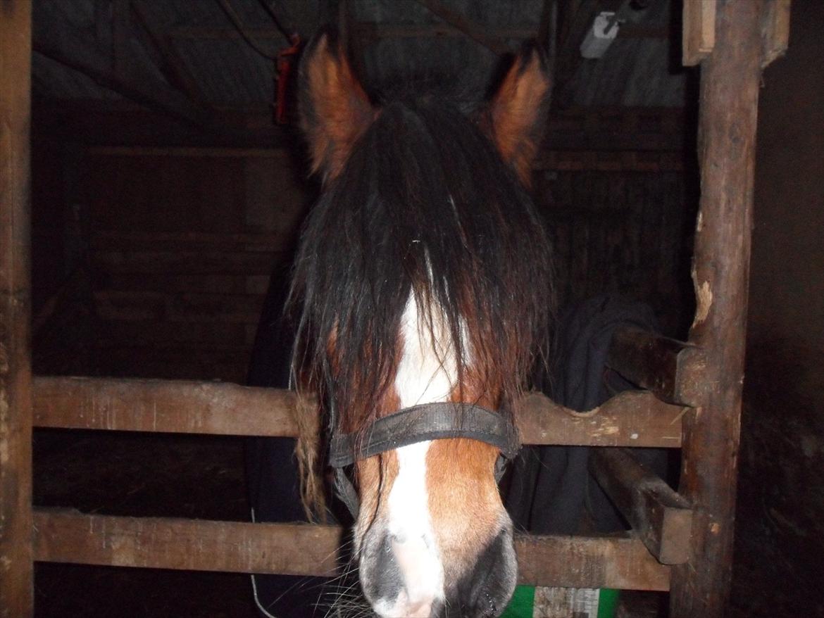 Anden særlig race Moonlight - 11. November 2011........Hår over det hele ! :) hehe billede 2