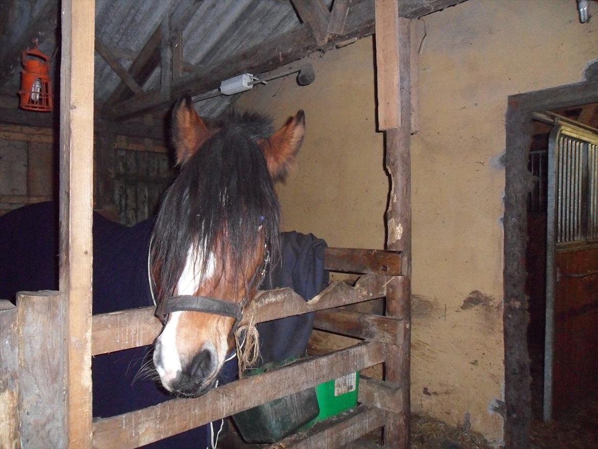 Anden særlig race Moonlight - 11. November 2011 billede 3