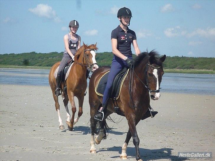 Belgisk Sportspony • Clovis VD Zuidvoermanshoek • Solgt - på overdraaby strand, med Nadja & pony og Maria & Carlo :D super hyggelig dag! <3 Clovis nød det :* billede 15