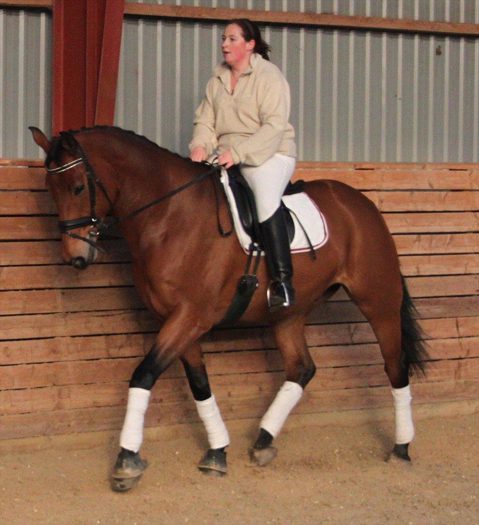 Hollandsk Varmblod Zaziezazou " Zazu" <3 [Tidl. hest] ;( - Efterår 11.11.11 billede 16