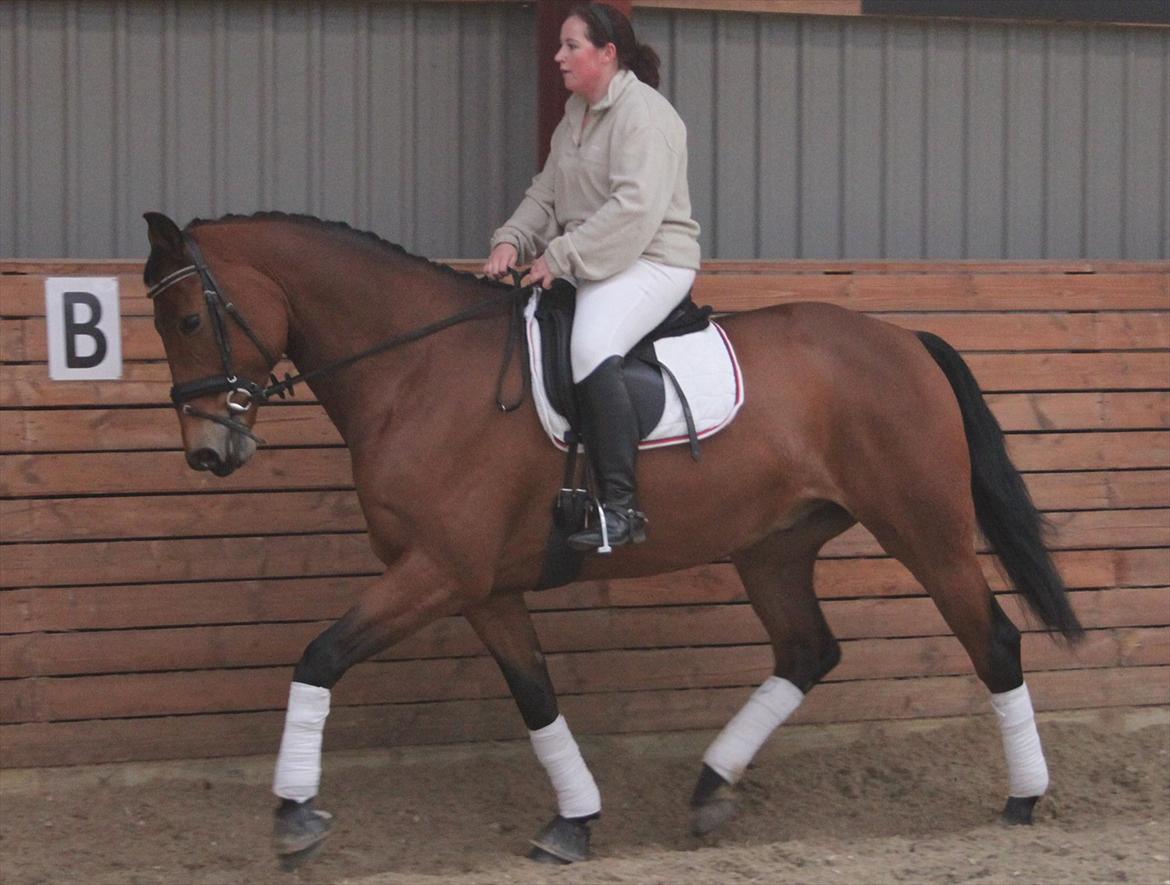 Hollandsk Varmblod Zaziezazou " Zazu" <3 [Tidl. hest] ;( - Efterår 11.11.11 billede 17