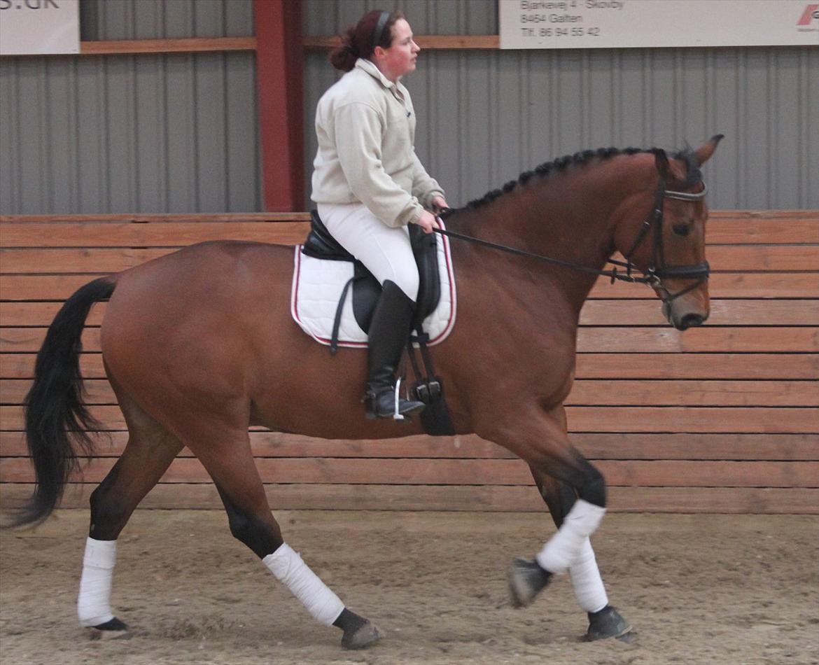 Hollandsk Varmblod Zaziezazou " Zazu" <3 [Tidl. hest] ;( - Efterår 11.11.11 billede 18