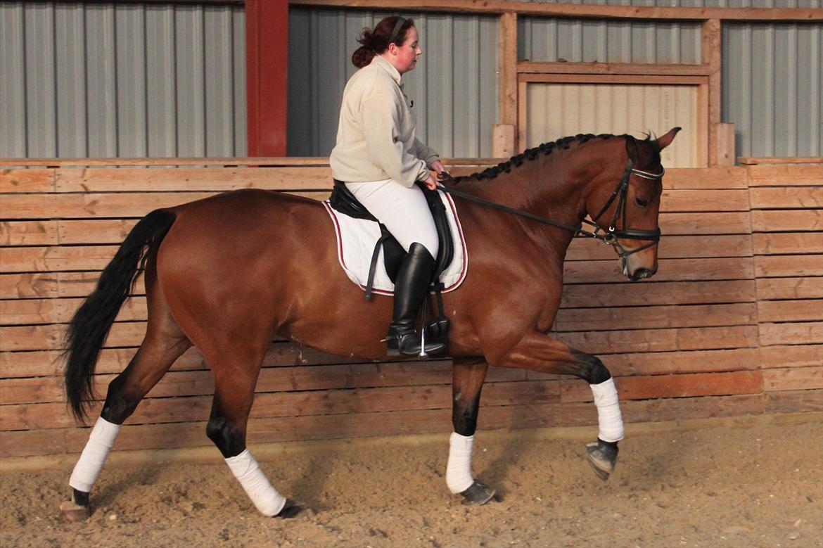 Hollandsk Varmblod Zaziezazou " Zazu" <3 [Tidl. hest] ;( - Efterår 11.11.11 billede 19