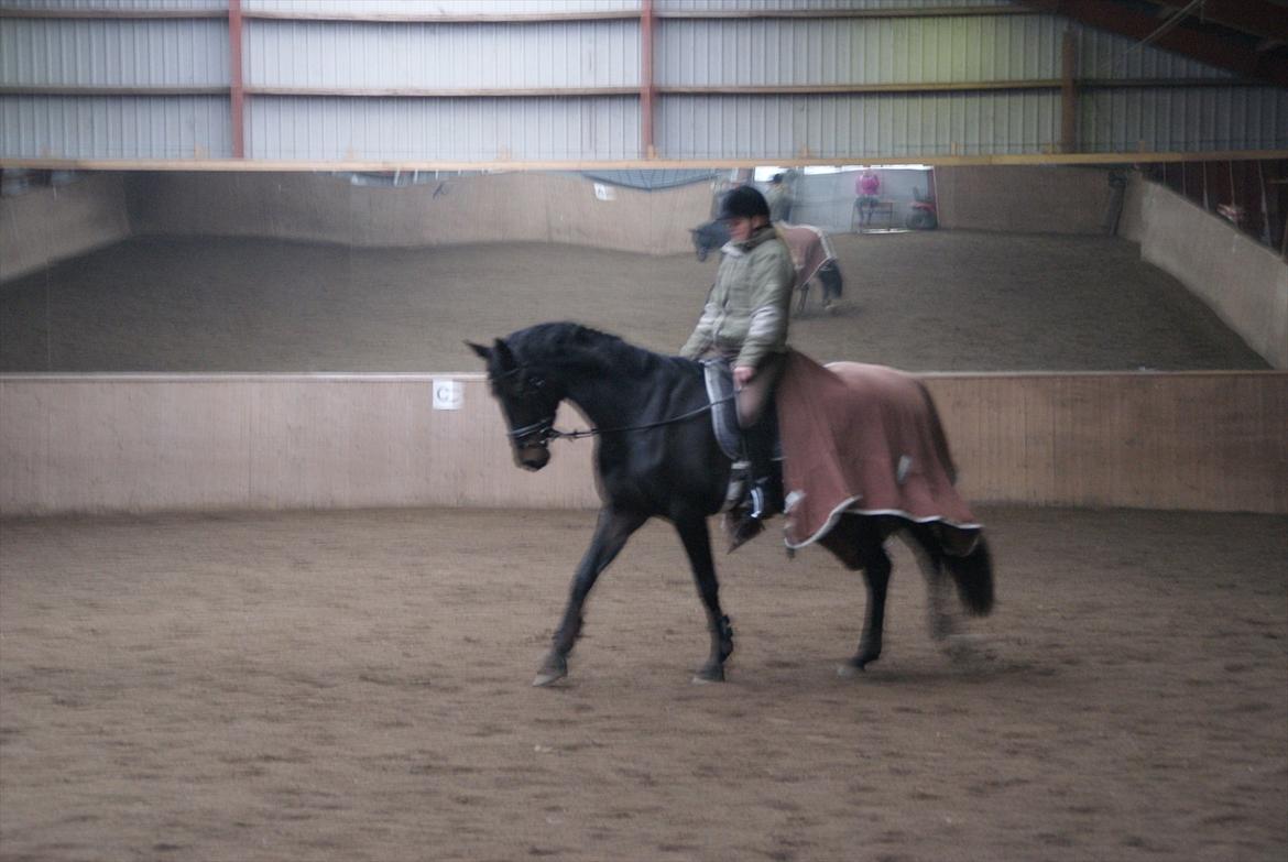 Dansk Varmblod Ranova - Nova 1mdr inde i tilridningen billede 10