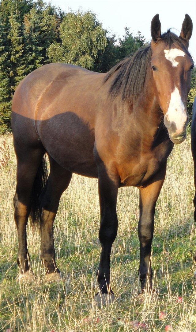 Anden særlig race Smirnoff - Min store kælepot billede 5