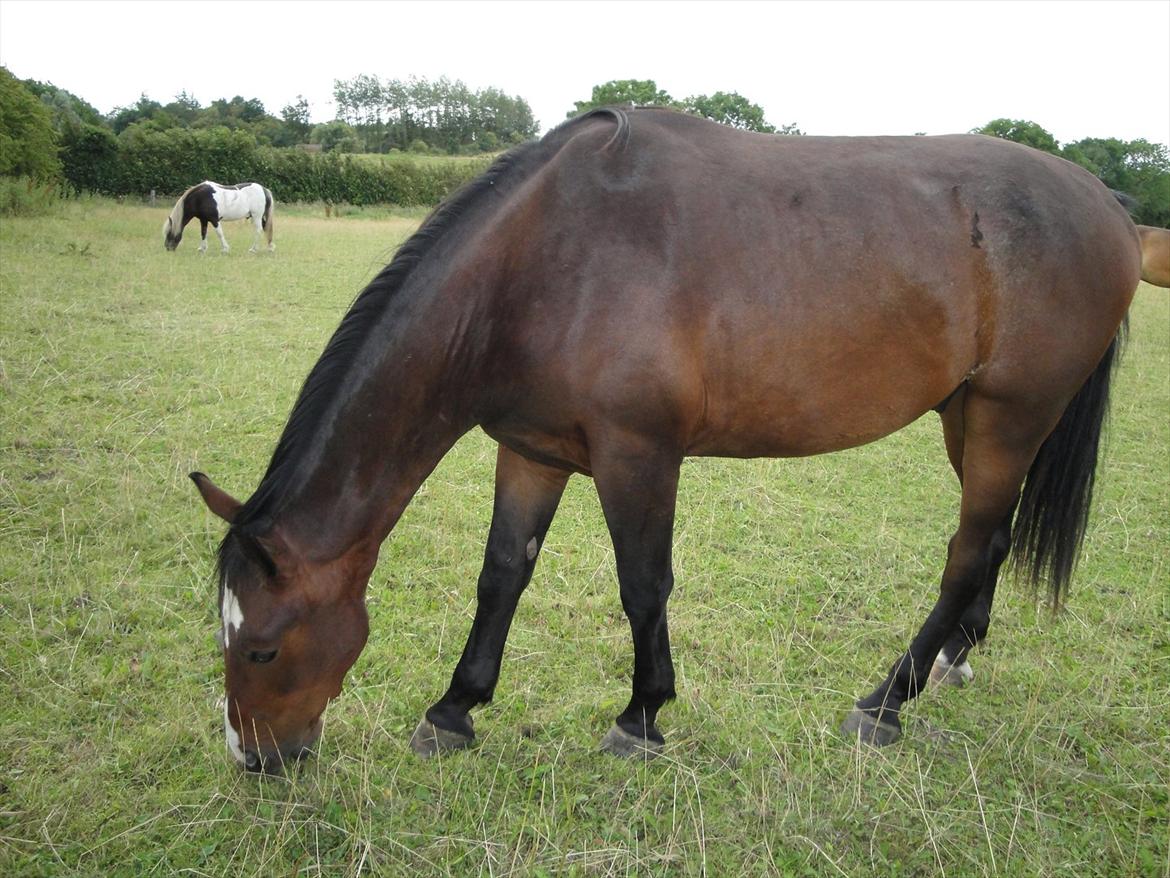 Anden særlig race Smirnoff - Og så må jeg vist hellere spise lidt igen, jeg skulle nødig begynde at skrumpe! billede 1
