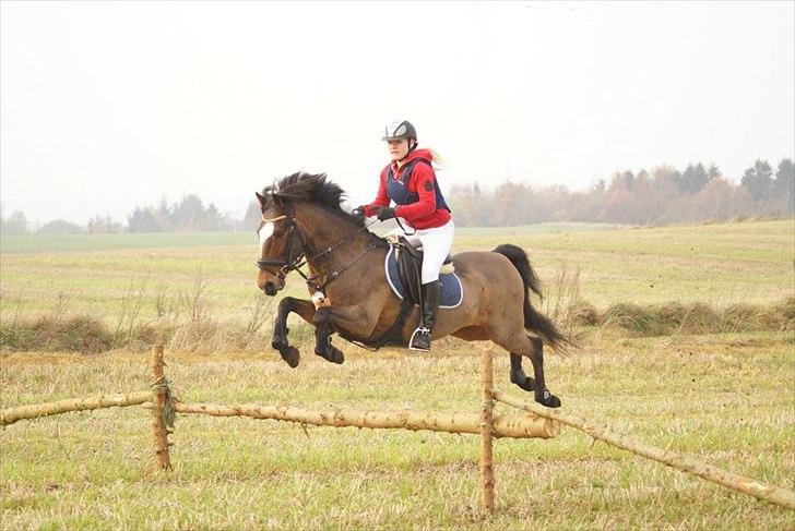 New Forest Mastwood Honeymoon - Hubertusjagt  2011, kallehavegaard (Vinder 2´år i træk) billede 18