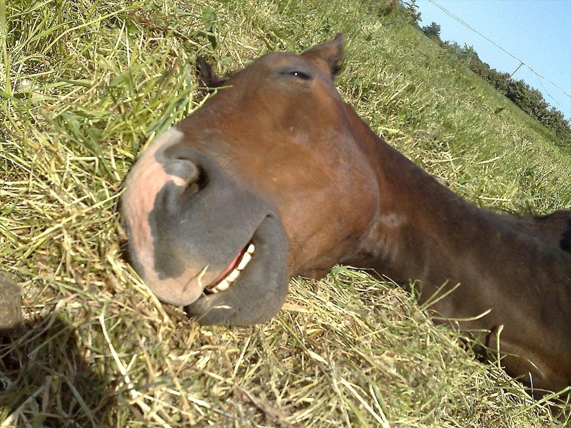 Anden særlig race Smirnoff - Når jeg ikke spiser, sover jeg! billede 2