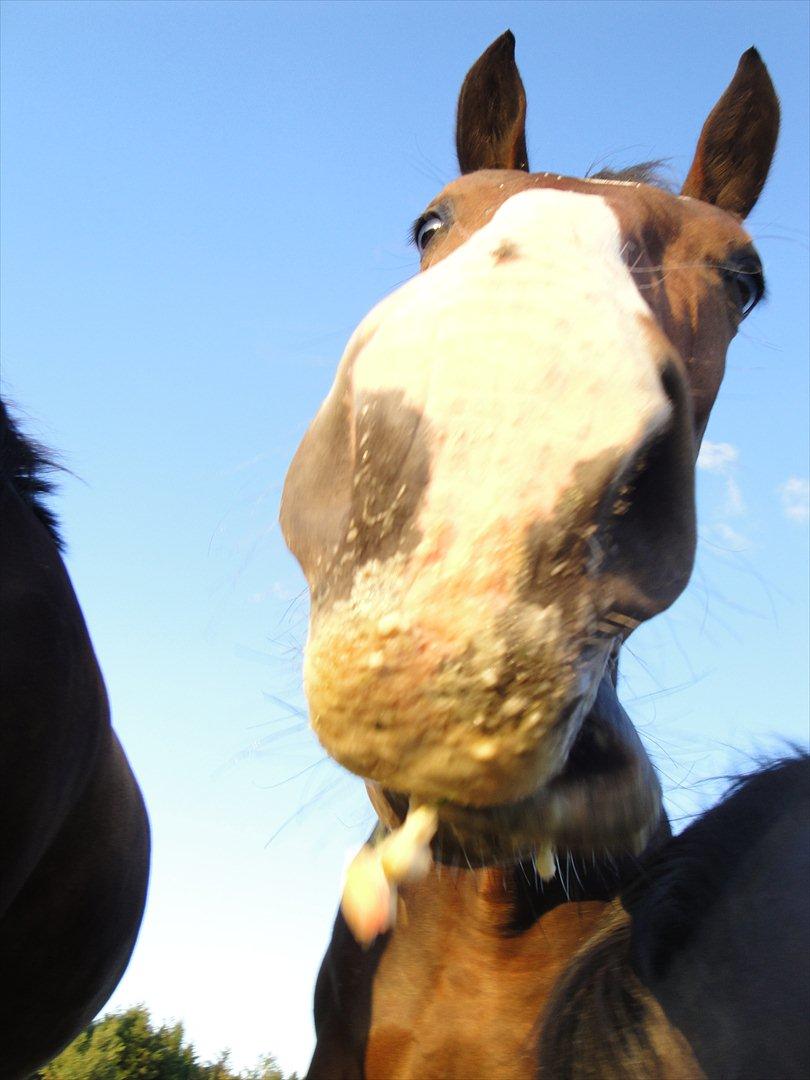 Anden særlig race Smirnoff - søde, saftige æbler, eftersommeren er dejlig. billede 3