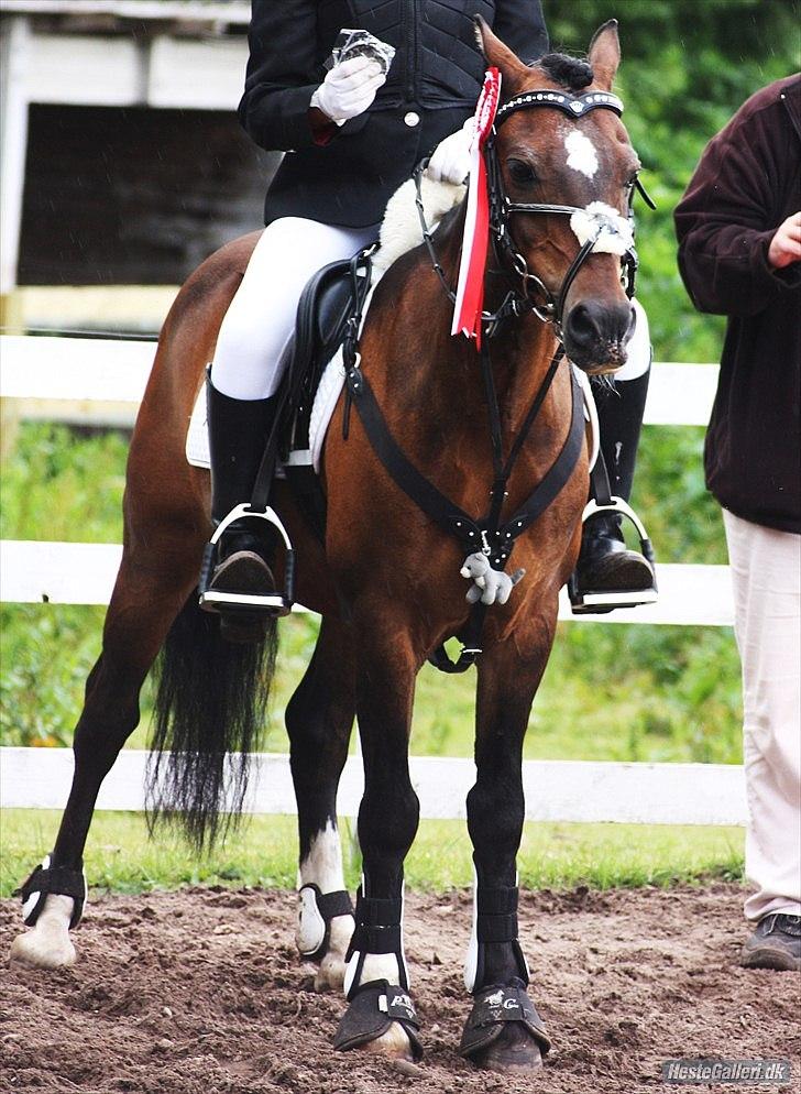 Welsh Pony af Cob-type (sec C) Gribsvads Tango<3 R.I.P - vinder min 70´er klasse billede 4