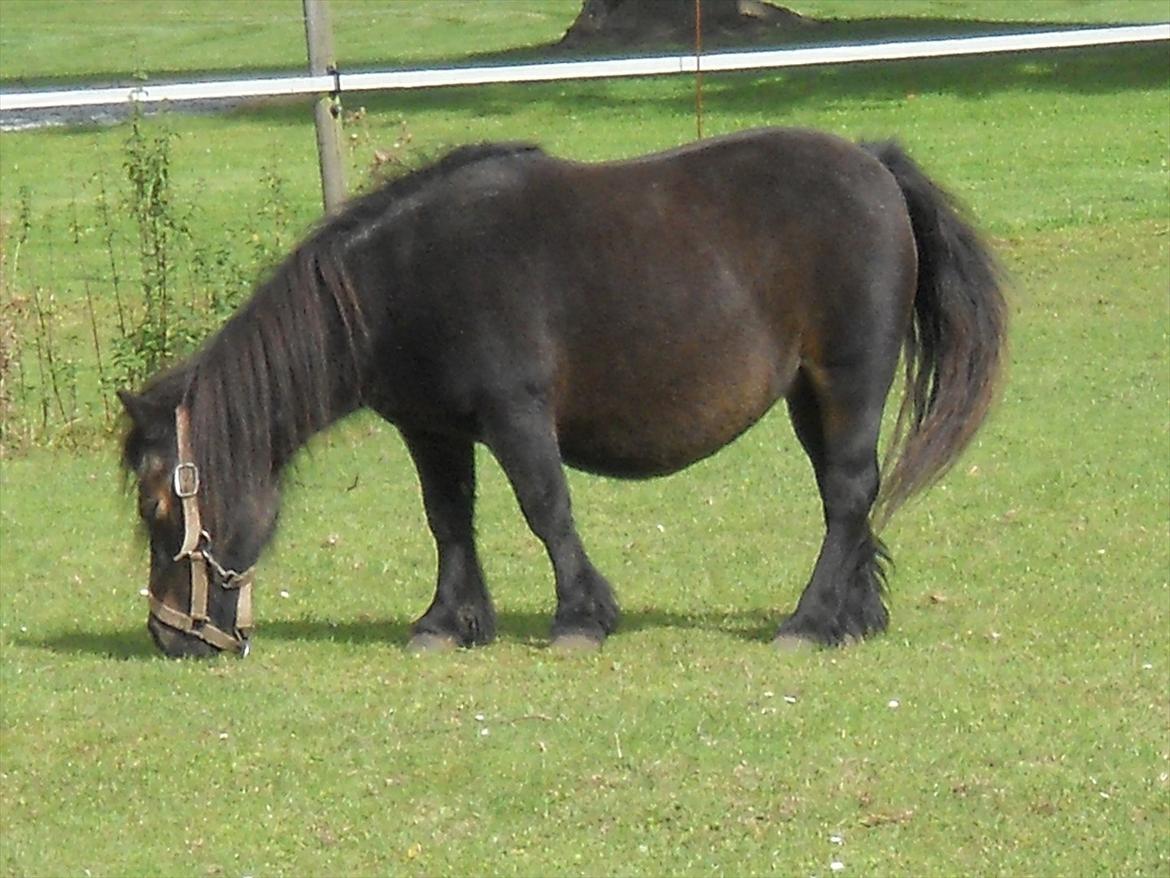 Shetlænder Isabella af Rolfsted billede 9