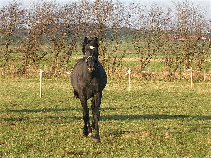 Dansk Varmblod Landianos-ø - 1½ år billede 9
