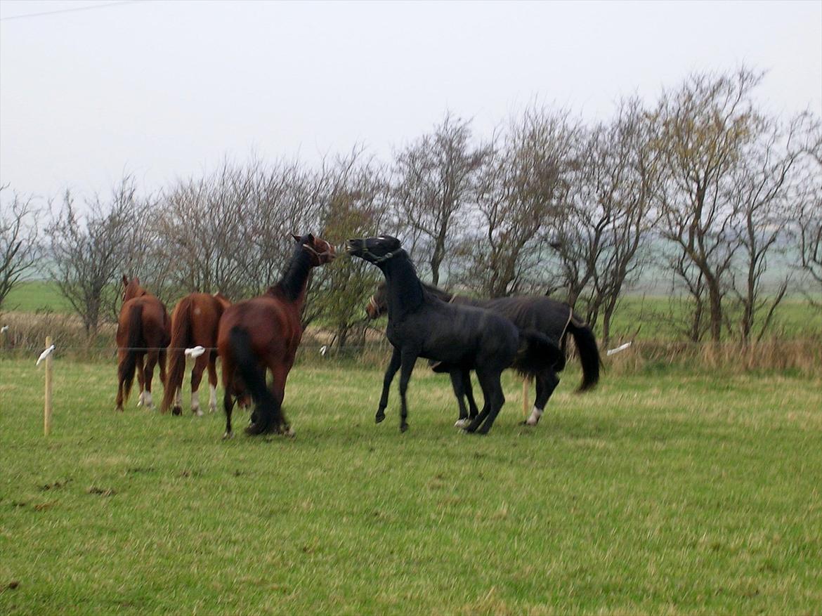 Dansk Varmblod Landianos-ø - 1½år billede 10
