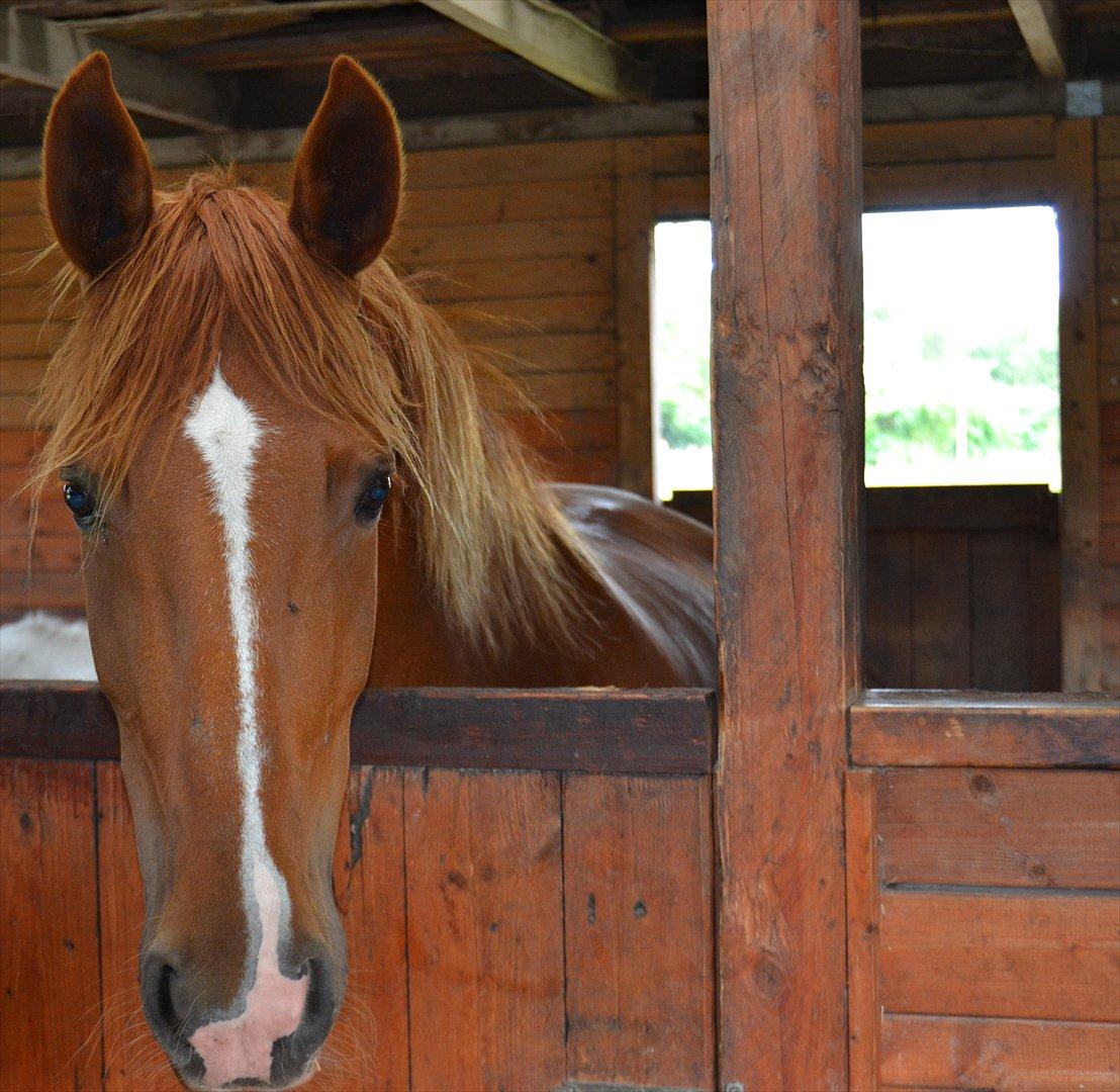 Frederiksborg Chica - GADETØSEN! <3 - I den lille privat stald hvor hun stod sommeren 2011 <3 
Foto: Mig billede 14