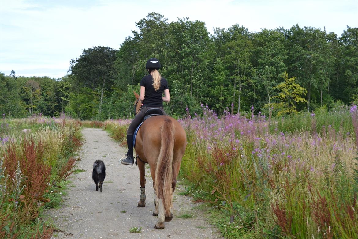 Frederiksborg Chica - GADETØSEN! <3 - På tur i skoven med mine to stjerner <3 
Foto: Mor billede 16