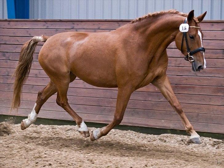 Frederiksborg Chica - GADETØSEN! <3 - Mums siger jeg bare <3
Foto: Hvitfeldt Foto  billede 17