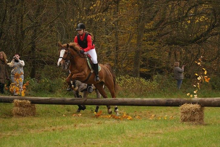 Welsh Partbred (Sec F) Liezelshof Benji - R.I.P - Hubertusjagt på Kallehavegaard 2011!:-D
Han var SÅ sød at have med, min lille stjerne pony.<3333333 billede 18