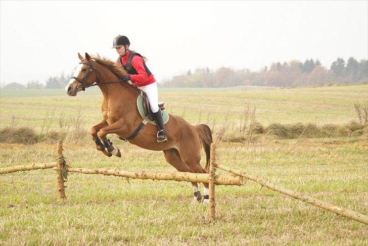 Welsh Partbred (Sec F) Liezelshof Benji - R.I.P - Hubertusjagt på Kallehavegaard 2011!:-D
Han var SÅ sød at have med, min lille stjerne pony.<33333333 billede 19
