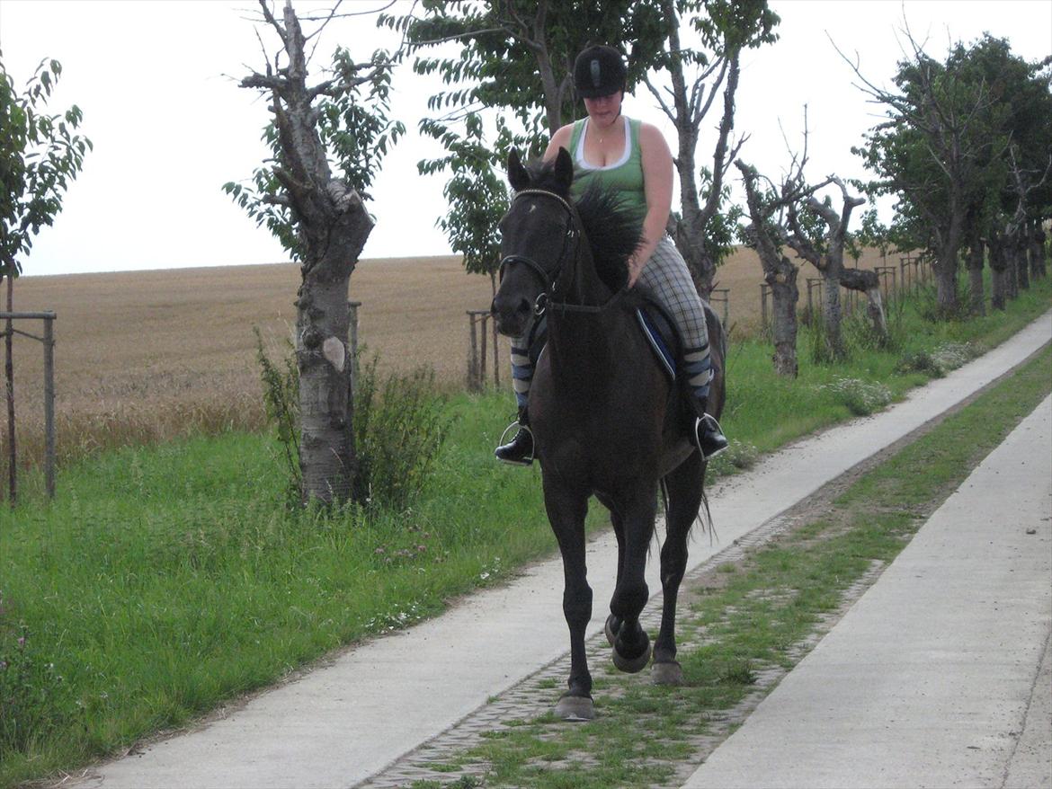 Anden særlig race stald Handbergs lugana billede 9