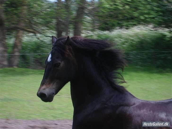 Welsh Partbred (Sec F) - Backersdal's Gaston - I love you!<3 billede 12