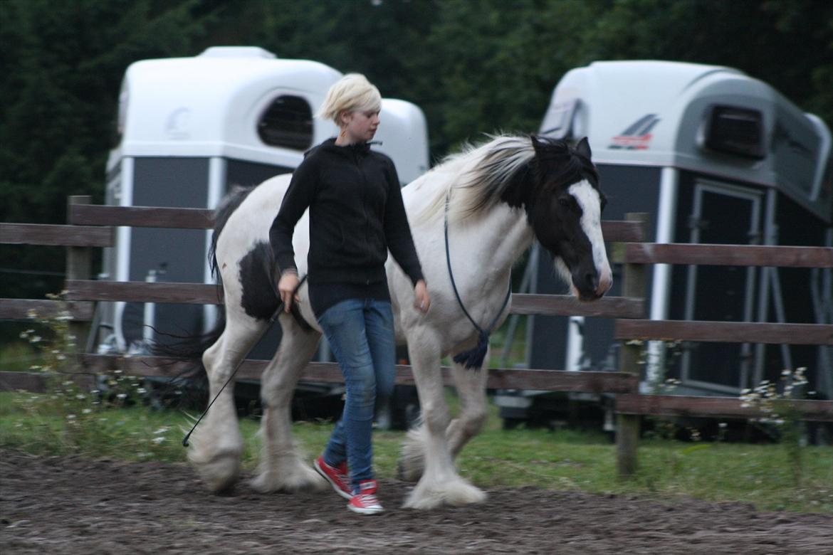 Irish Cob Django - "Gå ikke foran mig, måske kan jeg ikke følge med. Gå ikke bag mig, måske kan jeg ikke føre an. Gå ved siden af mig og vær min ven." - Albert camus - Juli 2011 billede 19