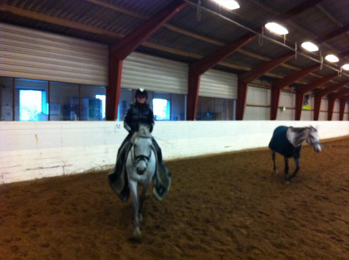 Anden særlig race Jock billede 2