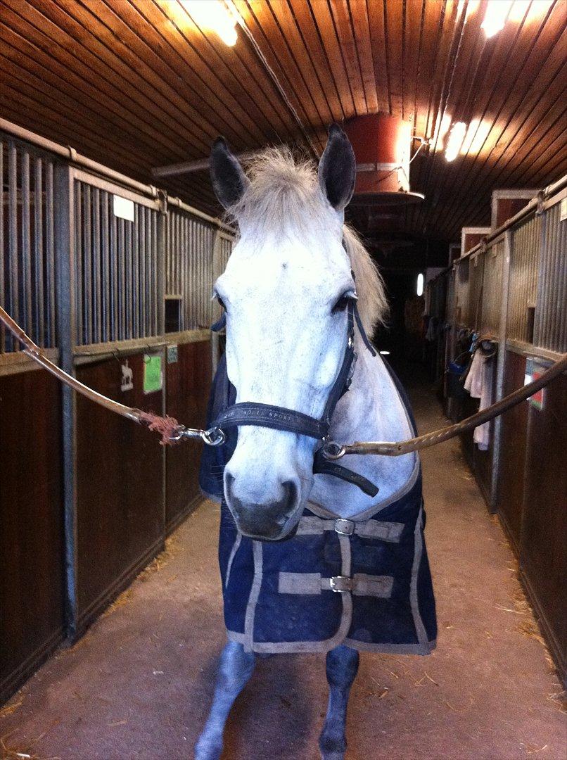 Anden særlig race Jock billede 1