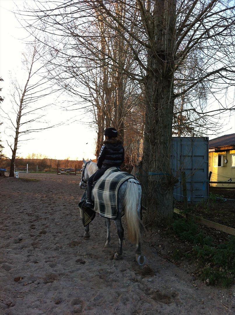 Anden særlig race Jock billede 3