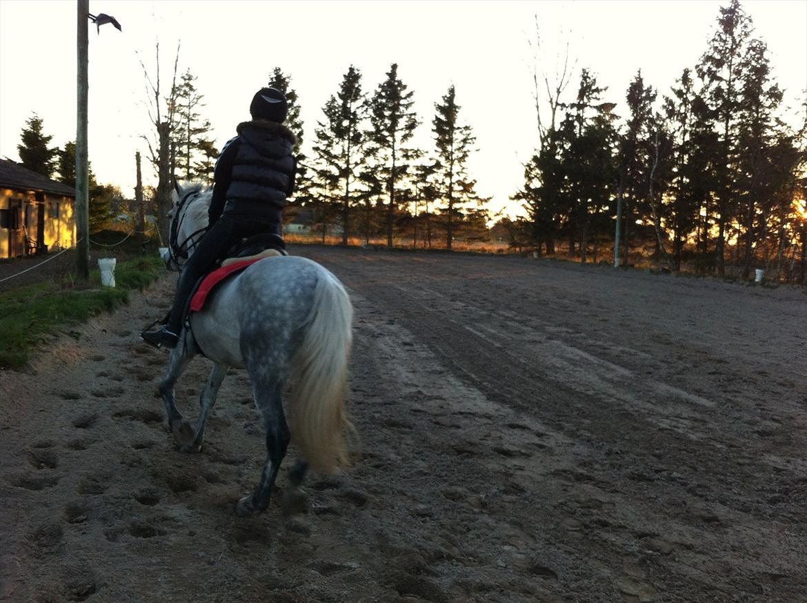 Anden særlig race Jock billede 4