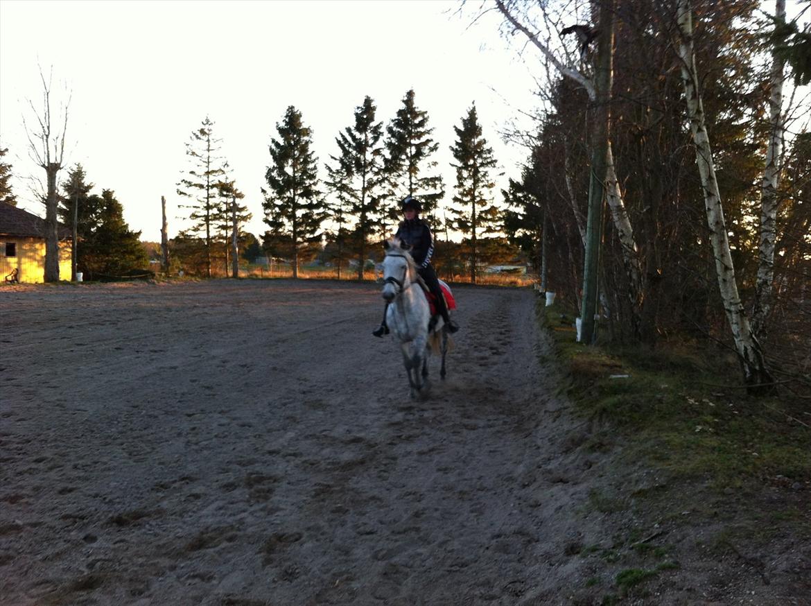 Anden særlig race Jock billede 5