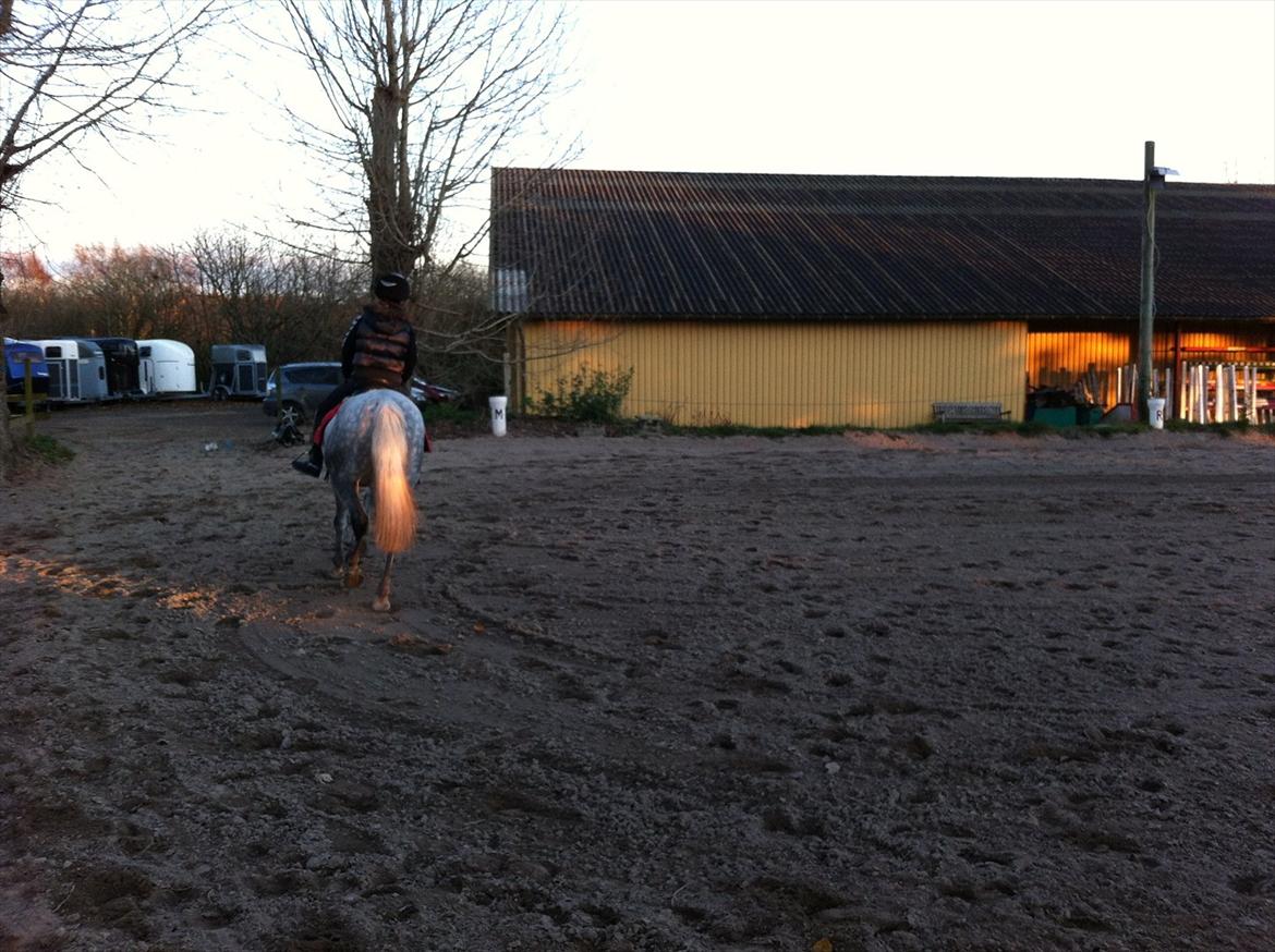 Anden særlig race Jock billede 6