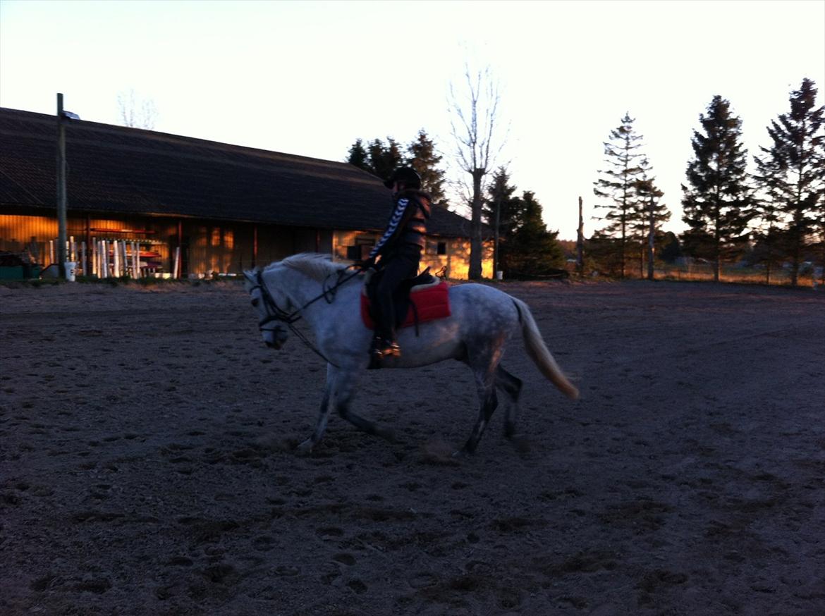 Anden særlig race Jock billede 7