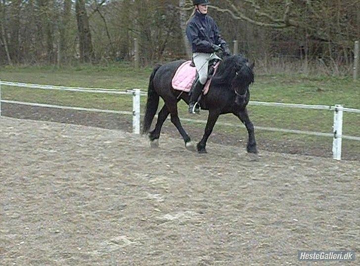 Welsh Cob (sec D) Chanel - -dårlig kvalitet billede 12