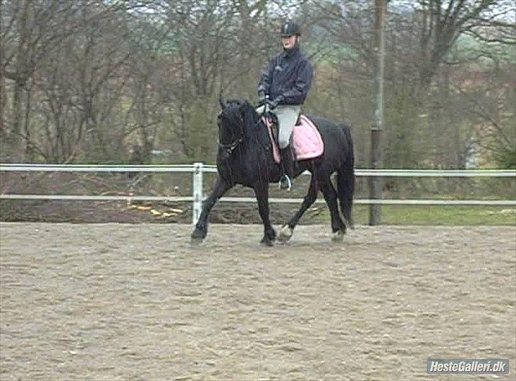 Welsh Cob (sec D) Chanel - min stjerne pony...

-dårlig kvalitet billede 13