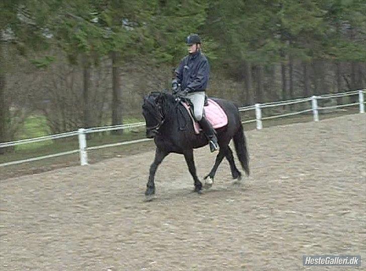 Welsh Cob (sec D) Chanel - -dårlig kvalitet billede 14
