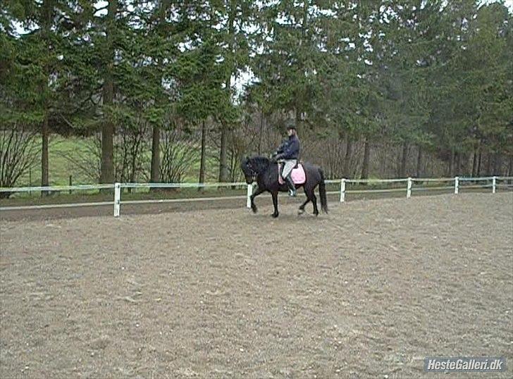 Welsh Cob (sec D) Chanel - dårlig kvalitet billede 15
